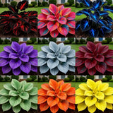Blue Flame Hostas and Free Organic Pot Mix 100 Grams Quirky Home Essentials