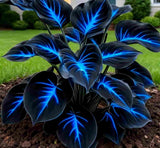 Blue Flame Hostas and Free Organic Pot Mix 100 Grams Quirky Home Essentials