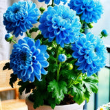 Double-Petal Chrysanthemums Seeds + 100 grams Organic Pot Mix Free Quirky Home Essentials