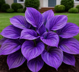 Blue Flame Hostas and Free Organic Pot Mix 100 Grams Quirky Home Essentials