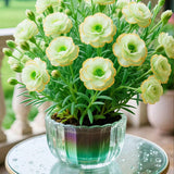 Double Moss Rose seeds + 100 grams Organic potmix Free Quirky Home Essentials